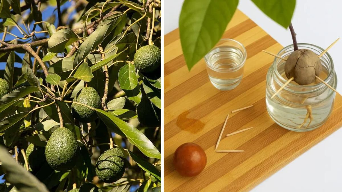 Growing Avocados on Your Balcony A Guide to Container Gardening Success