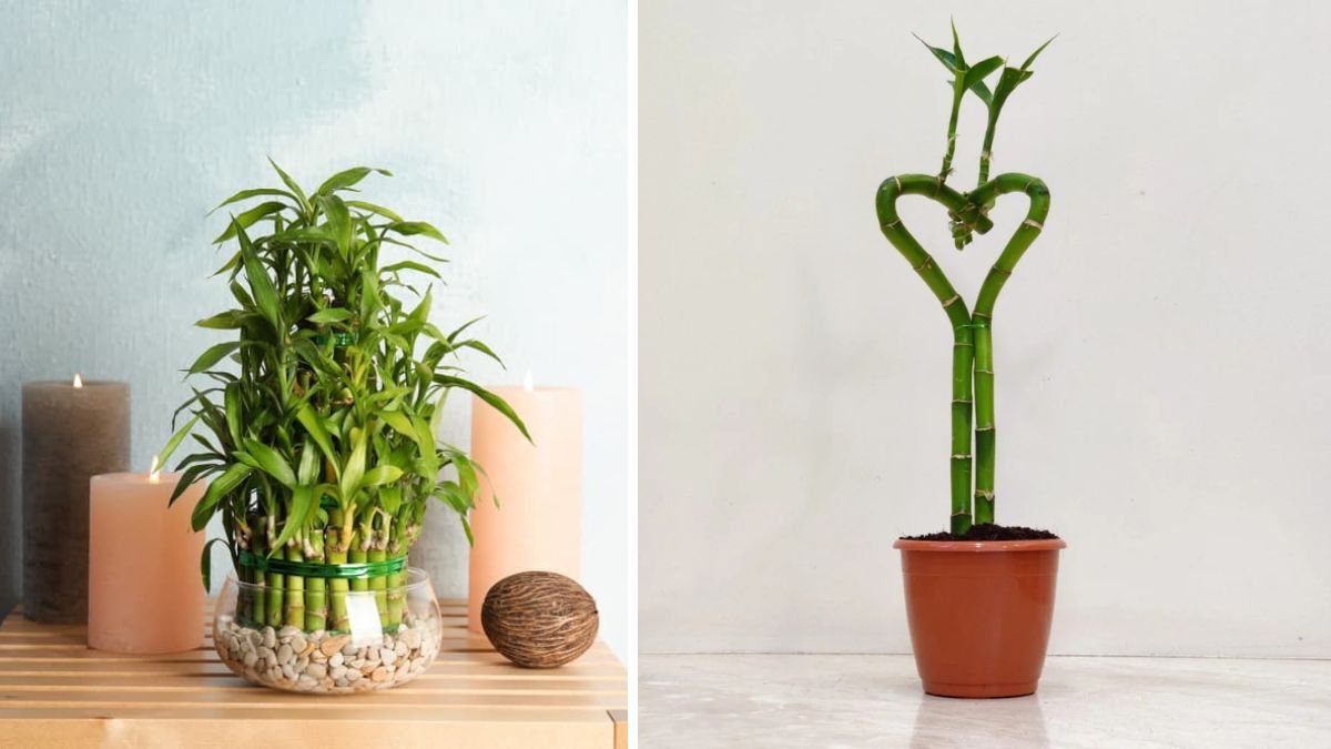Secrets to Rapid Growth of Lucky Bamboo Inside Your Home