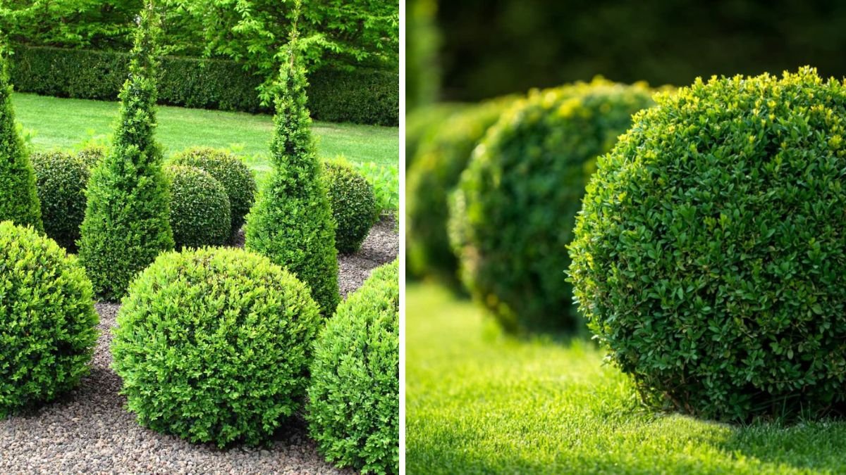 Exploring the Benefits of Tropical Boxwood Alternatives for Outdoor Gardens