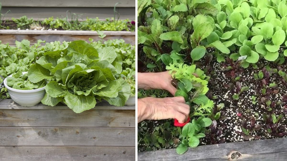 Simple Steps to Grow Delicious Kale Baby Greens at Home