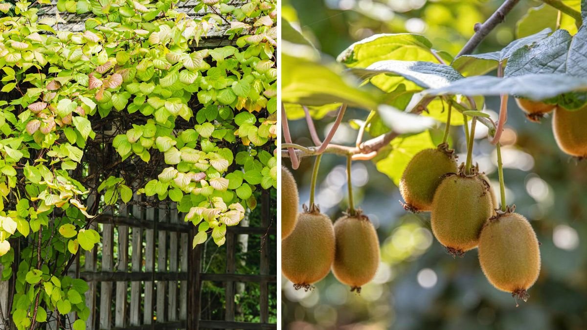Exploring the Best Cold Hardy Kiwi Varieties for Your Garden in Different Climates