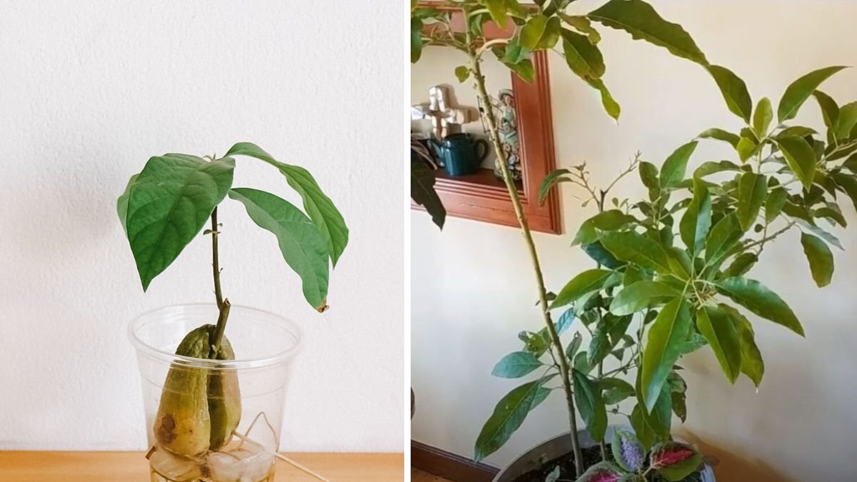 Understanding the Optimal Light Conditions for Growing Avocado Plants Indoors Year Round