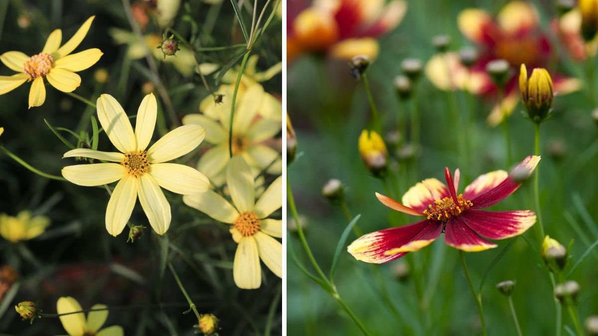 The Ultimate Guide to Successfully Growing Coreopsis From Seed with Step by Step Instructions and Tips for Gardeners