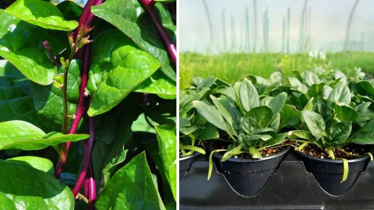 Discover the Simple Steps to Successfully Grow Malabar Spinach Indoors All Year Round