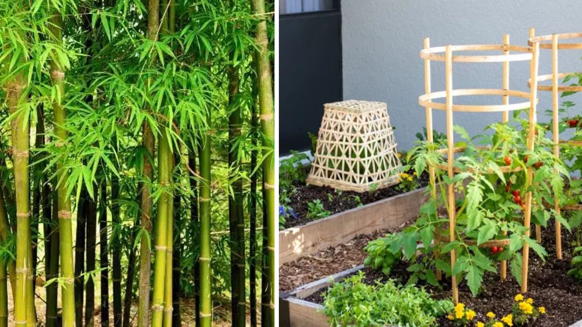 The Ultimate Guide to Successfully Propagating Bamboo Through Branch Cuttings for Garden Enthusiasts and Home Landscapers