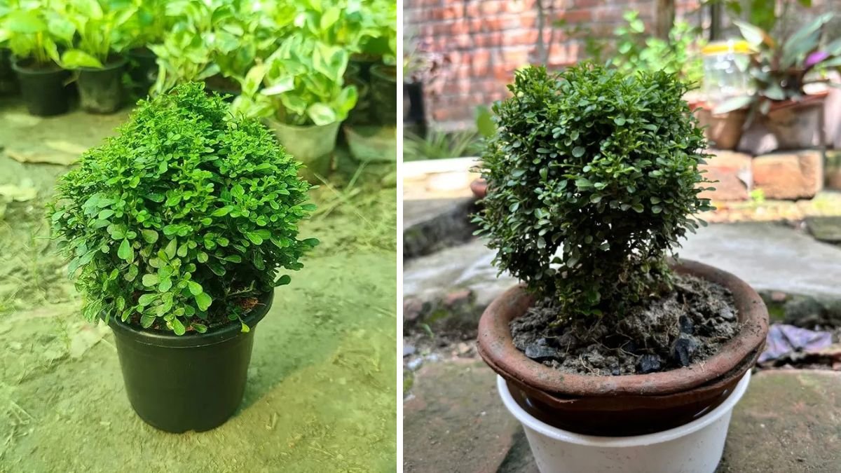 Easy Tips for Growing Kamini Plant as a Fragrant Hedge Indoors