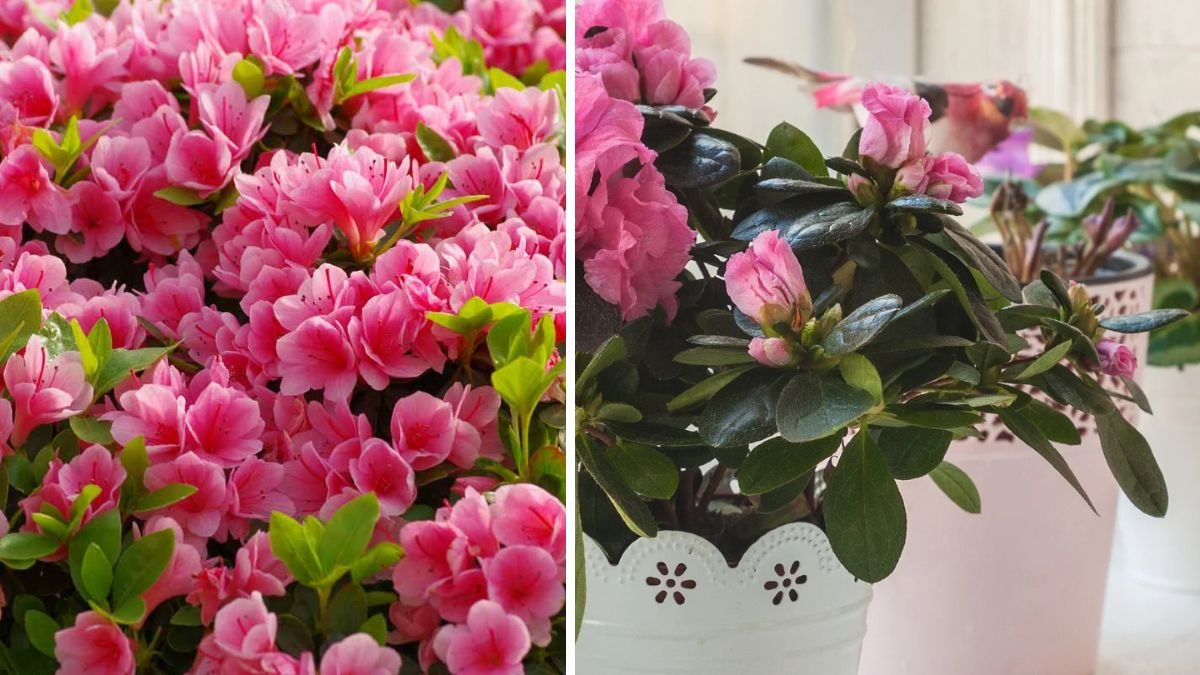 Discover the Simple Techniques for Successfully Growing Azaleas Indoors While Preventing Leaf Drop