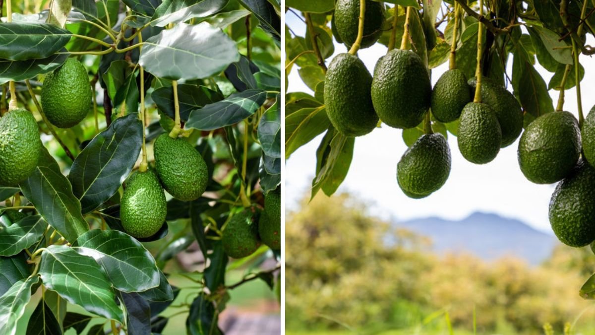 Secret Techniques for Rapidly Growing Avocado Trees in Your Home Garden