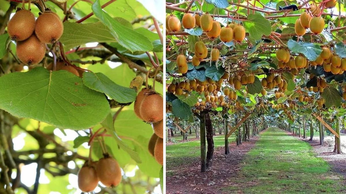 Easy Step by Step Guide to Successfully Grow Kiwi From Seed at Home Using Simple Techniques