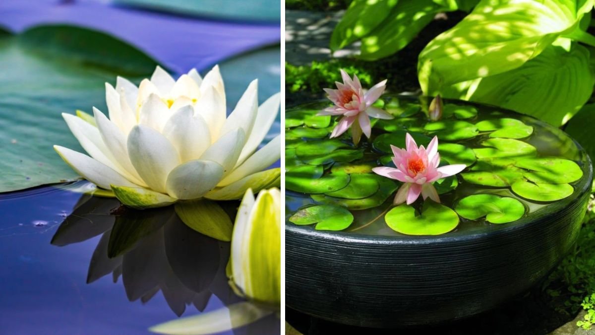 Essential Tips for Optimal Water Lily Growth in Your Small Pond Environment
