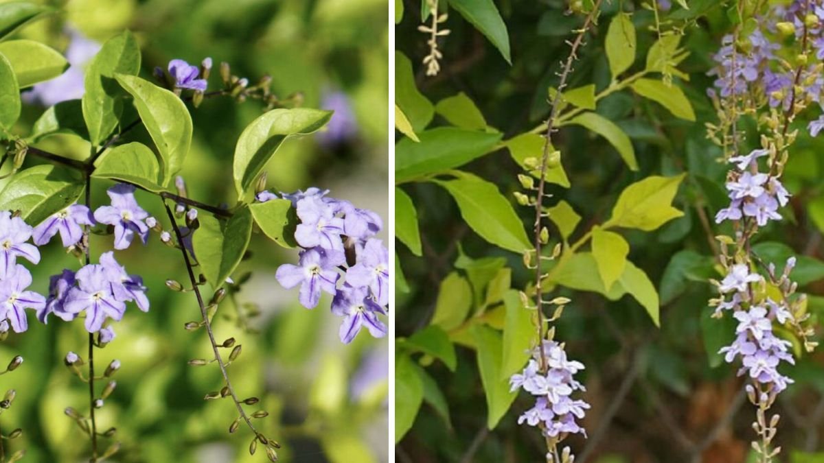 How to Successfully Grow Skyflower as a Beautiful Flowering Boundary Plant in Your Garden