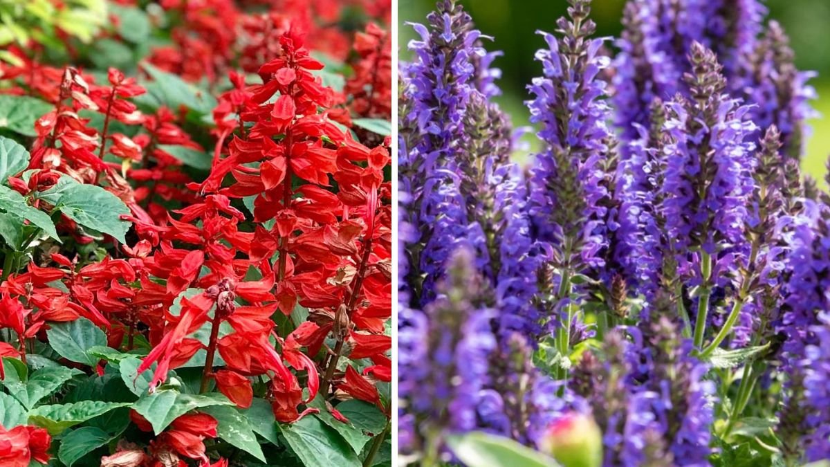 The Ultimate Guide to Growing Salvia Red and Blue Mix for a Vibrant Garden Experience