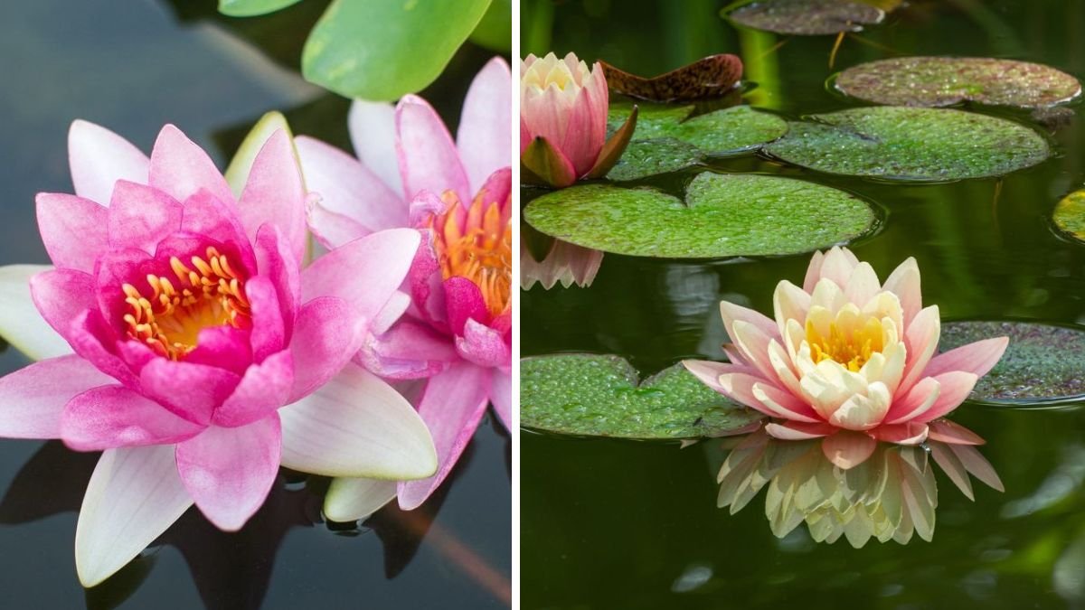 The Ultimate Guide to Successfully Growing Lotus Flowers in Containers for Small Spaces