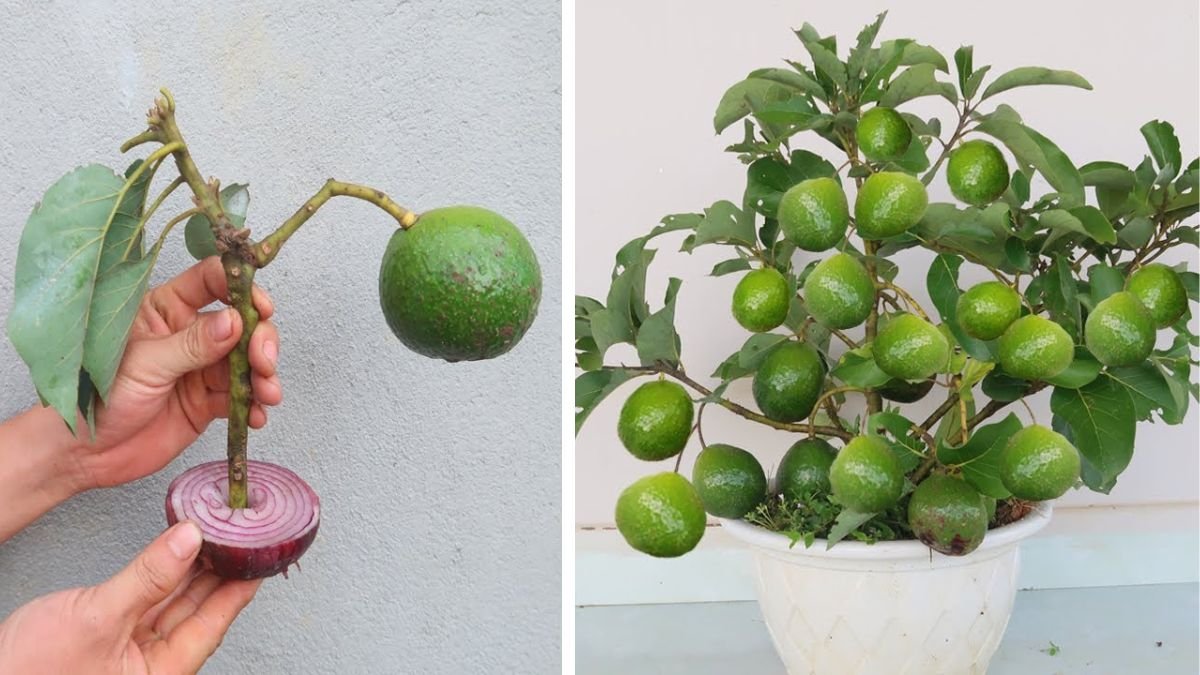 The Comprehensive Guide to Successfully Propagating Avocado Trees from Cuttings in Your Backyard