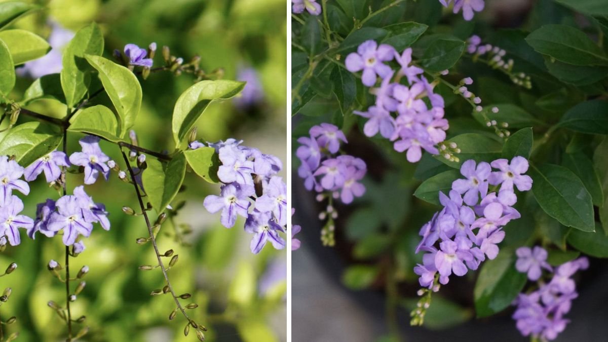 Effective Strategies for Rapid Growth of Duranta Golden Hedge in Your Garden