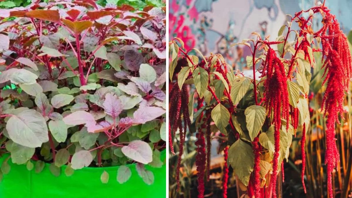 Discover the Simple Way to Successfully Grow Amaranth Indoors All Year Round