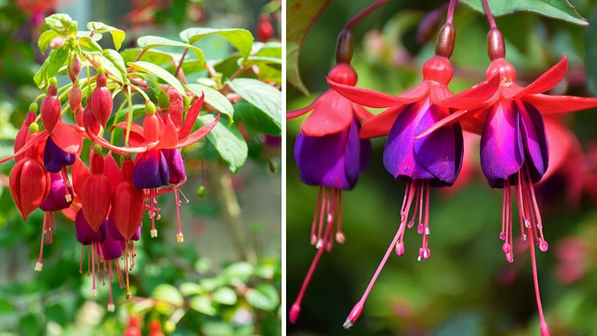 Easy Methods to Cultivate Fuchsia and Prevent Bud Drop Naturally