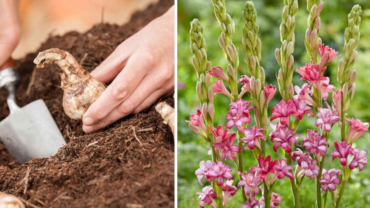 Exploring Effective Techniques for Tuberose Bulb Multiplication in Home Gardens