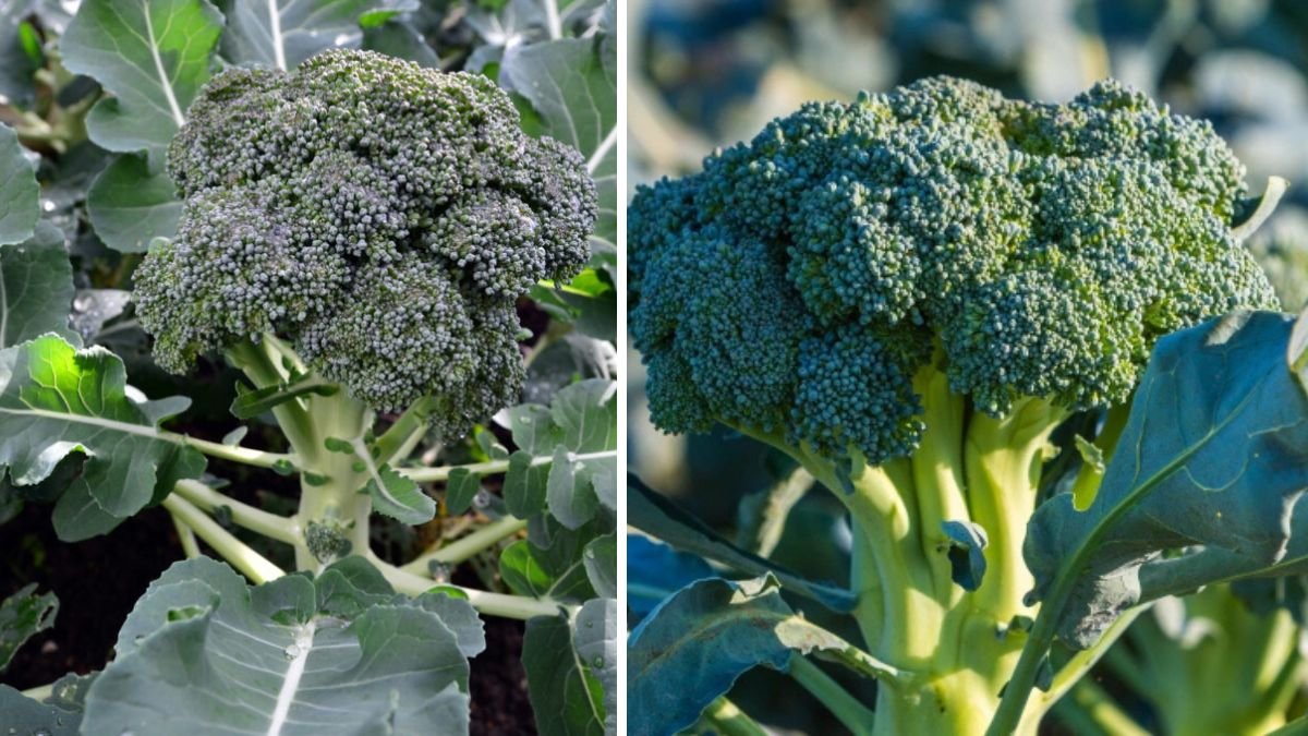 How to Cultivate Broccoli for Year Round Harvest and Maximize Your Yield with Smart Planting Techniques