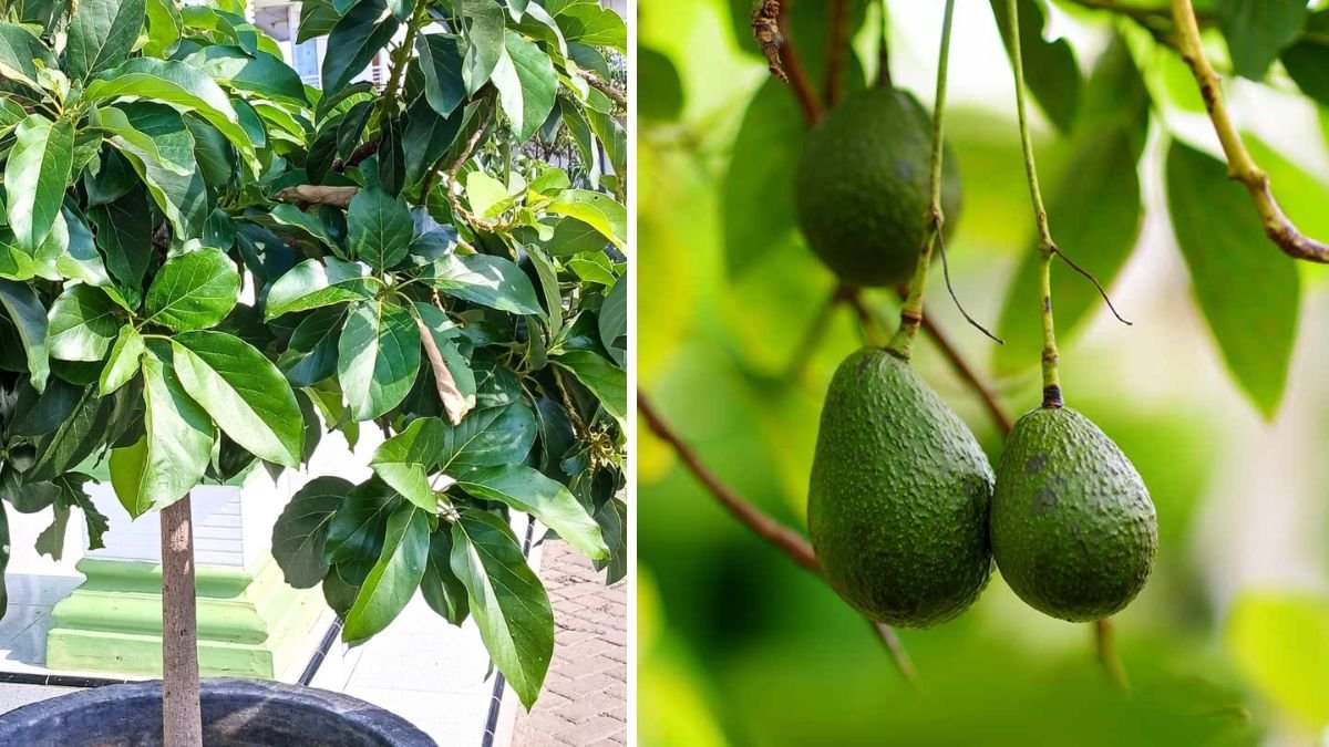 The Ultimate Guide to Pruning Avocado Trees in Pots for Optimal Growth and Health
