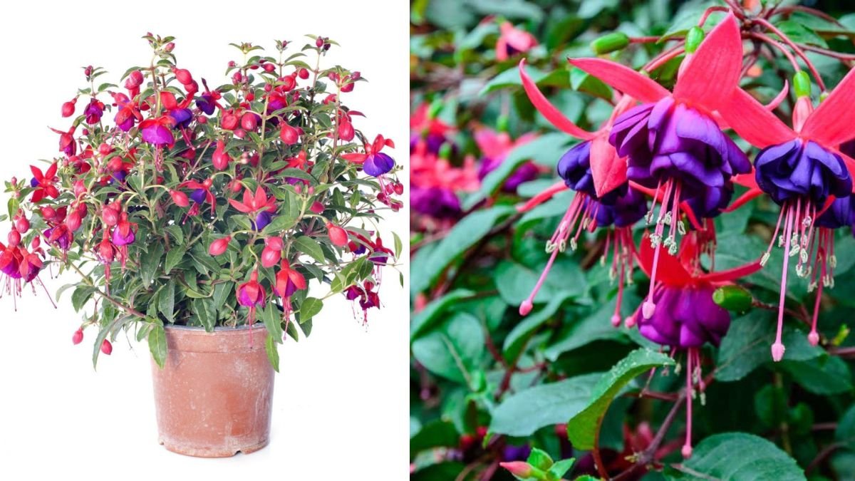 How to Successfully Cultivate Fuchsia Compact Varieties in Your Garden