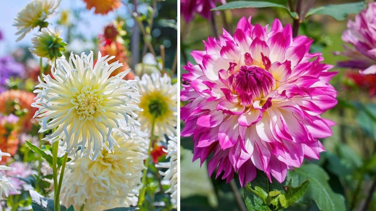 Maximizing Dahlia Bloom Size Through Effective Growing Techniques and Care Practices