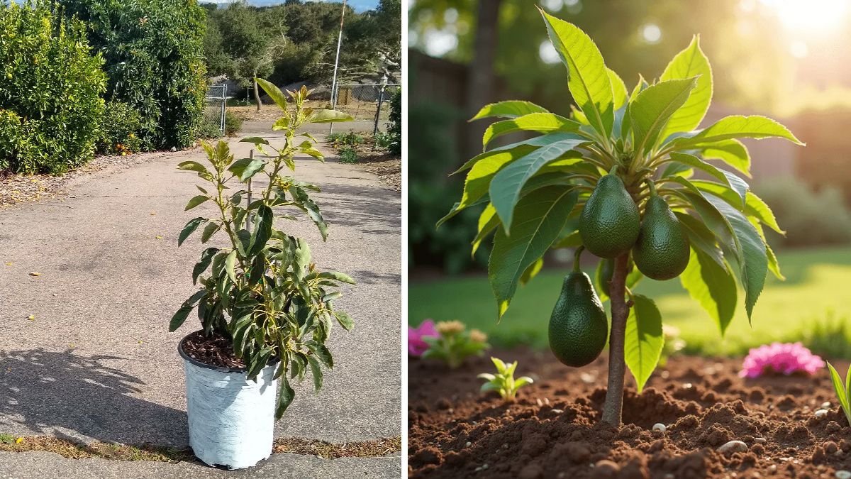 Ultimate Guide to Choosing the Best Soil for Growing Avocados in Containers
