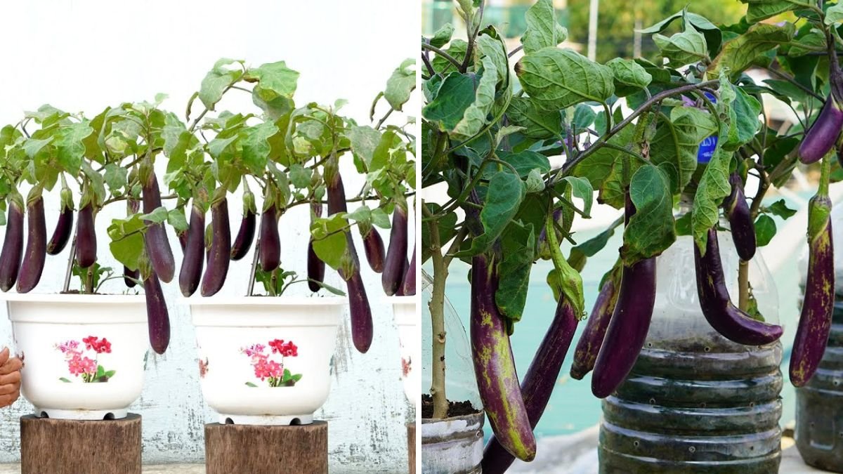 They Really Work I Grow Eggplants With Ease Using This Tip