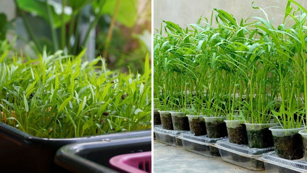 Just a Pot and Water — Growing Water Spinach at Home Is Easy and Can Be Harvested All Year Round