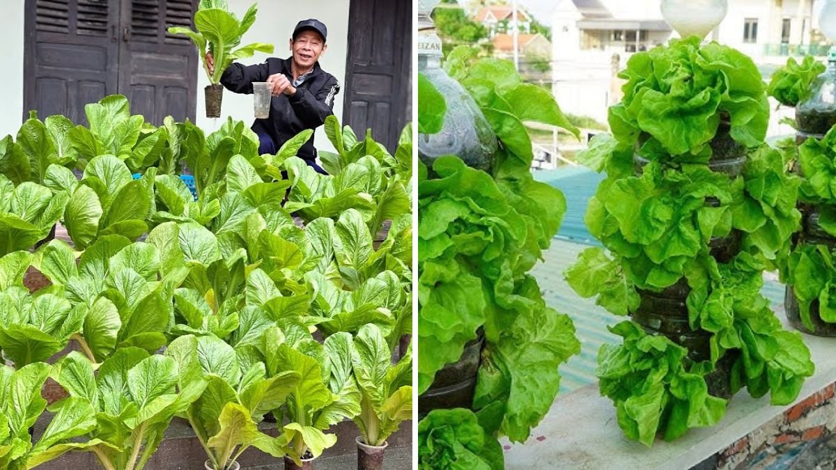 No Garden? No Soil? Build a 3-Storey Vertical Vegetable Garden Right at Home!