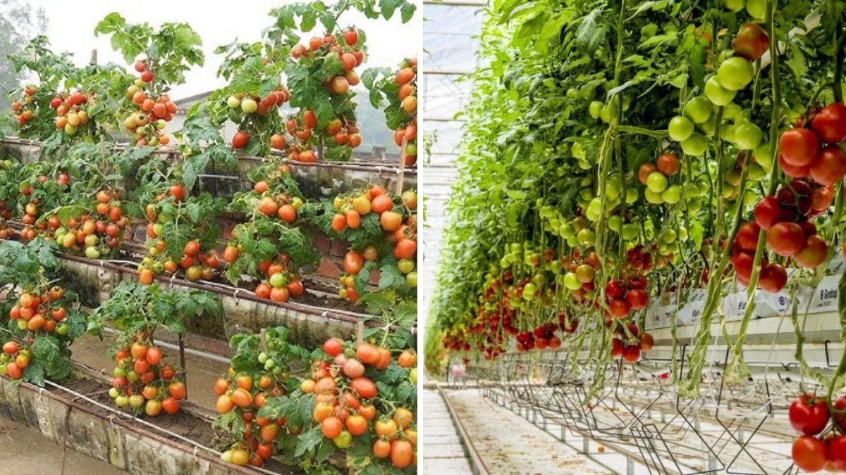 Grow Giant Hydroponic Tomatoes at Home Using Recycled Containers — Zero Soil, Big Harvests!