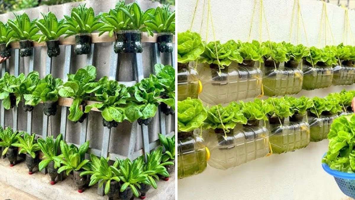 Vertical Magic: How to Grow a Thriving Wall Vegetable Garden Using Recycled Plastic Bottles