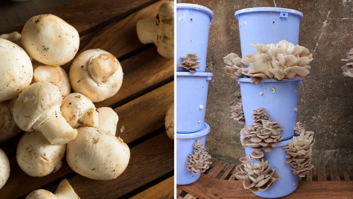 Unbelievable but True: Grow Delicious Mushrooms in a Simple Bowl Right at Home!