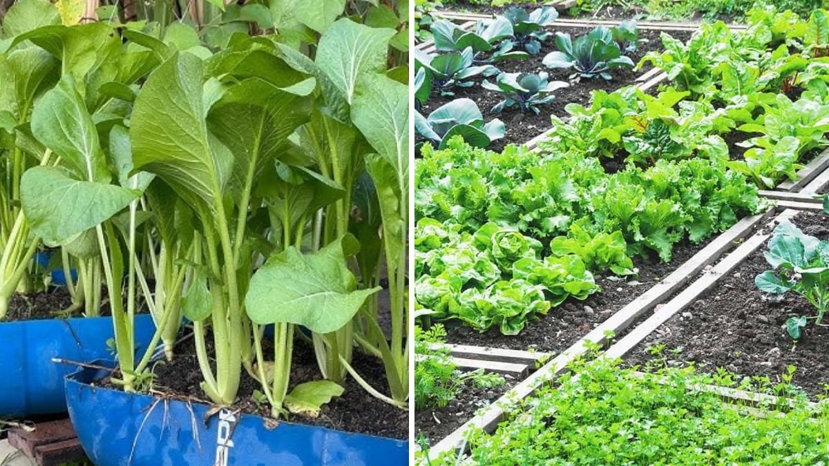 Fast-Growing Greens at Home: The No-Fail Method for Lush, Clean & Speedy Vegetable Harvests!