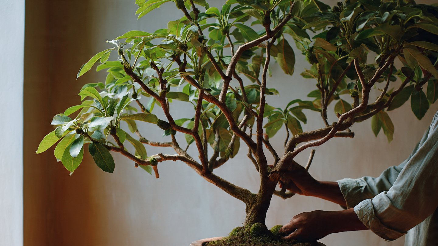 How to Care for Your Chikoo Indoors: The Ultimate Guide to Thriving Fruit Trees