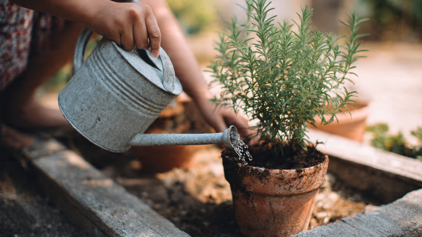 Can You Master the Best Method to Grow Rosemary in a Small Pot?