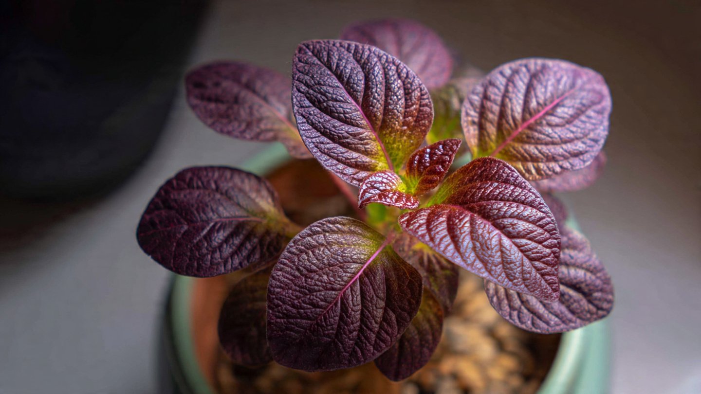 Discover the Ultimate Techniques for Growing Amaranth Baby Leaves at Home