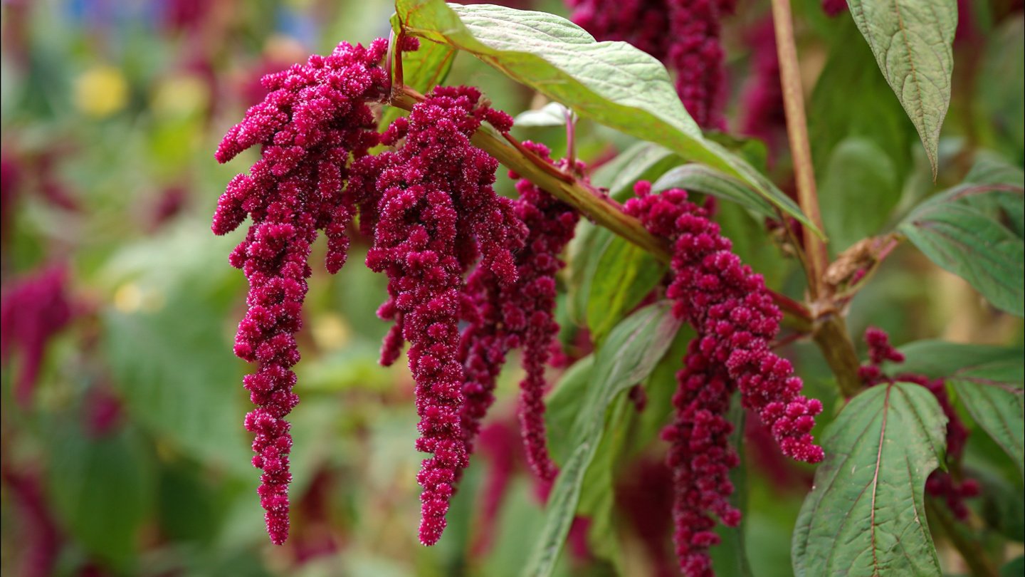 Best Practices for Growing Amaranth for Continuous Harvesting All Season Long