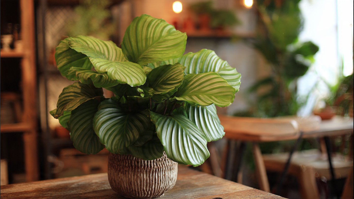 How to Grow Calathea Orbifolia Indoors for a Lush, Tropical Aesthetic