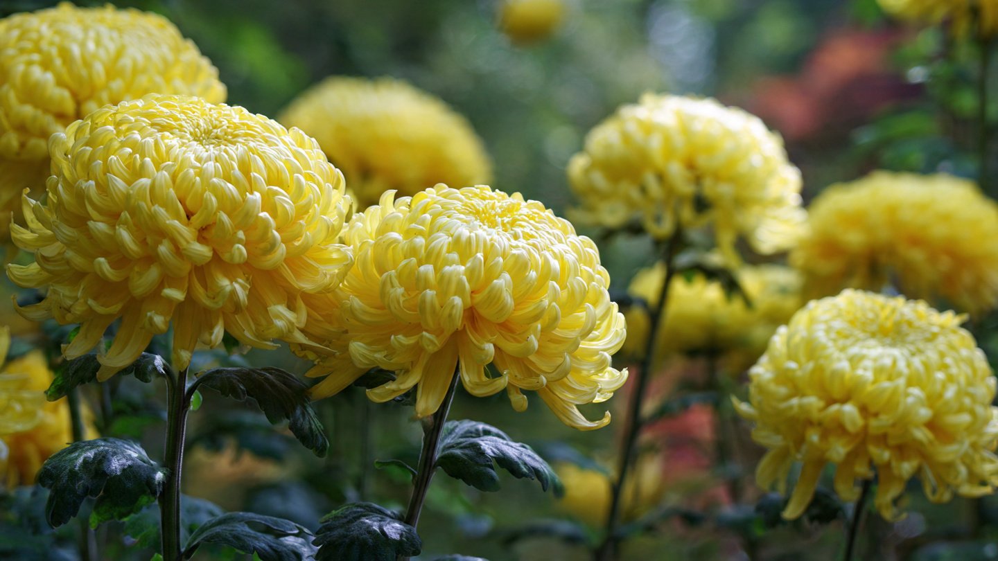How to Achieve Lush and Bushy Growth in Chrysanthemums Through Effective Pinching Techniques