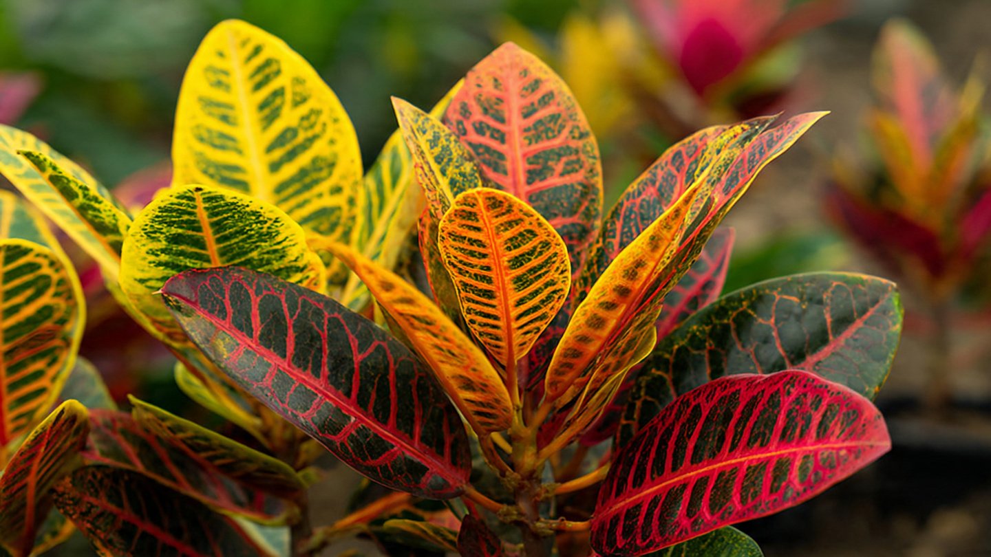 Simple Guide to Growing Croton Petra in Full Sun for Thriving Colorful Foliage