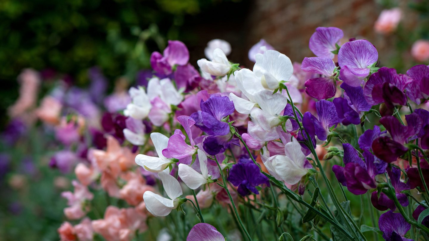 Discovering the Secrets to Successfully Growing Sweet Pea Winter Flowers in Your Garden Year Round