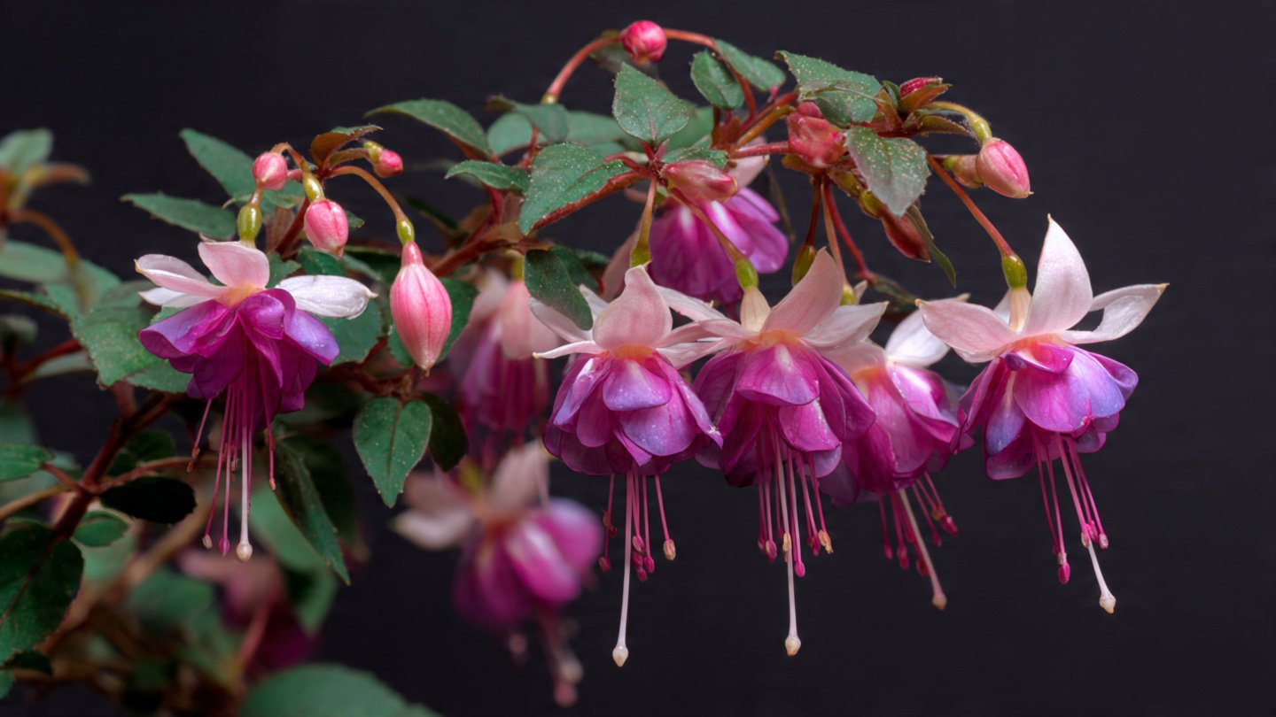 Effective Strategies for Successful Indoor Fuchsia Cutting Propagation