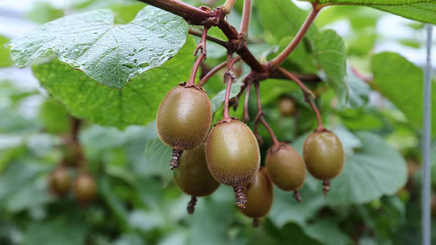 Effective Techniques for Successful Kiwi Berry Cultivation in Canadian Climate Conditions