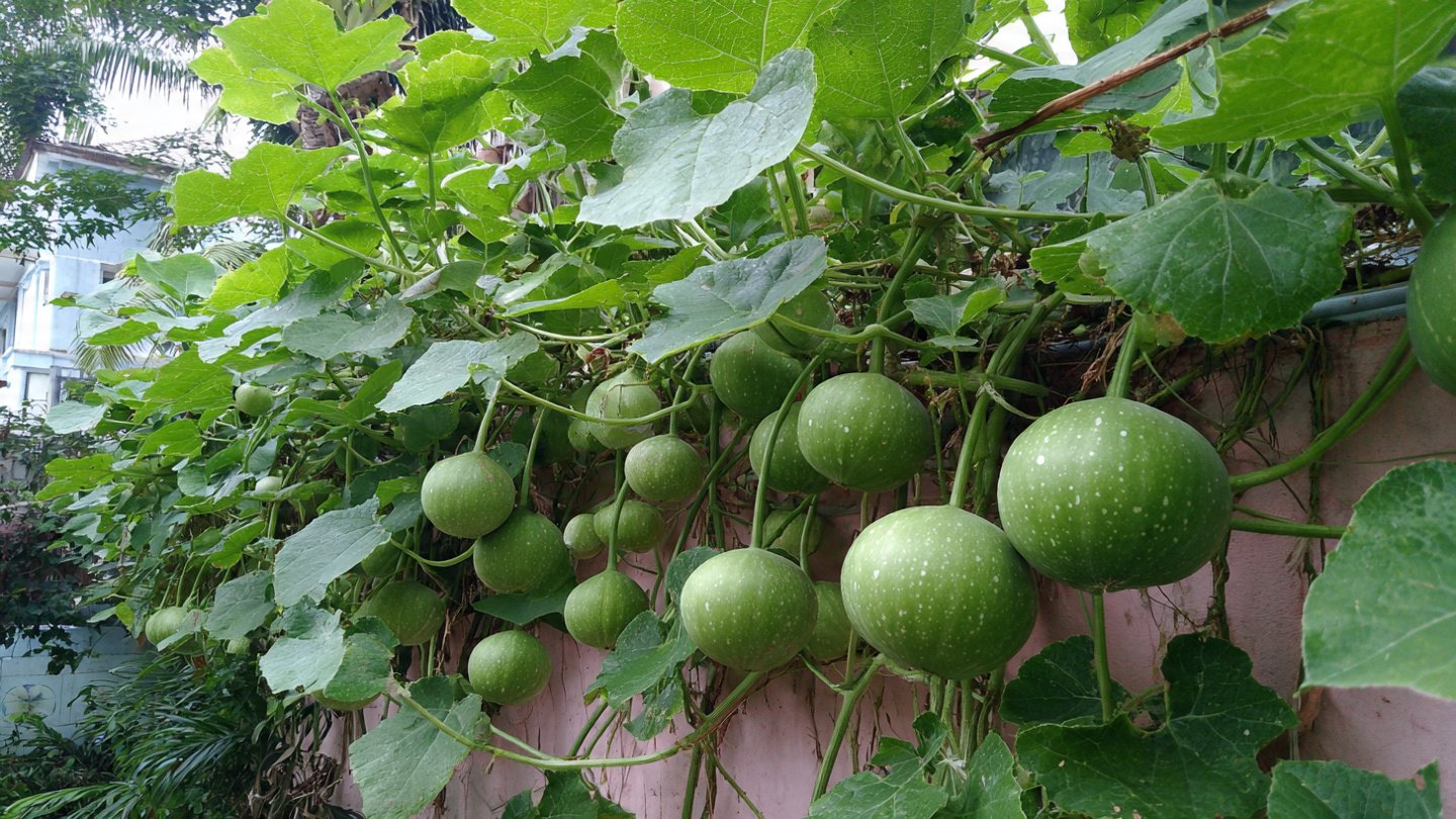 Effective Techniques for Training Bottle Gourd Vines at Home for Maximum Yield