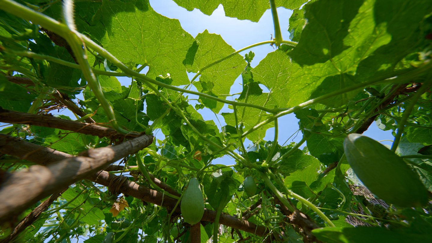 How to Effectively Implement the Snake Gourd Vine Training System for Maximum Yield