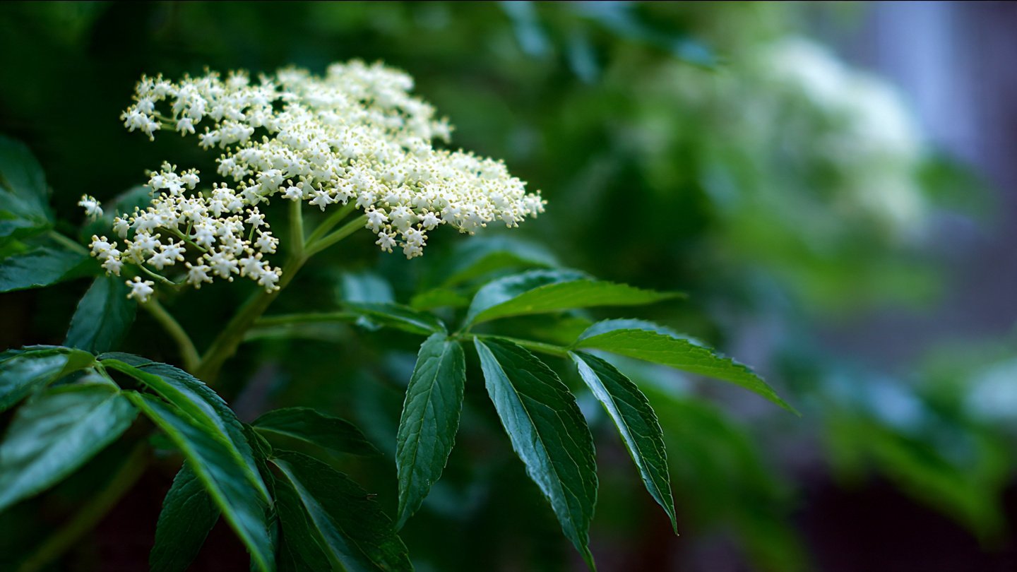 Easy Steps to Successfully Grow Elderberry From Cuttings at Home