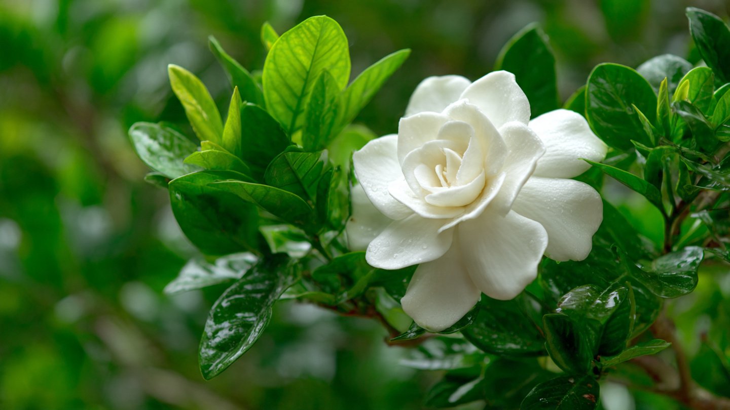 How to Create the Best Way to Grow Gardenia for Fragrance in Your Garden