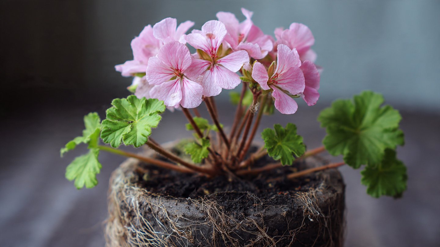 Effective Techniques for Achieving Successful Geranium Rooting Free from Fungal Problems