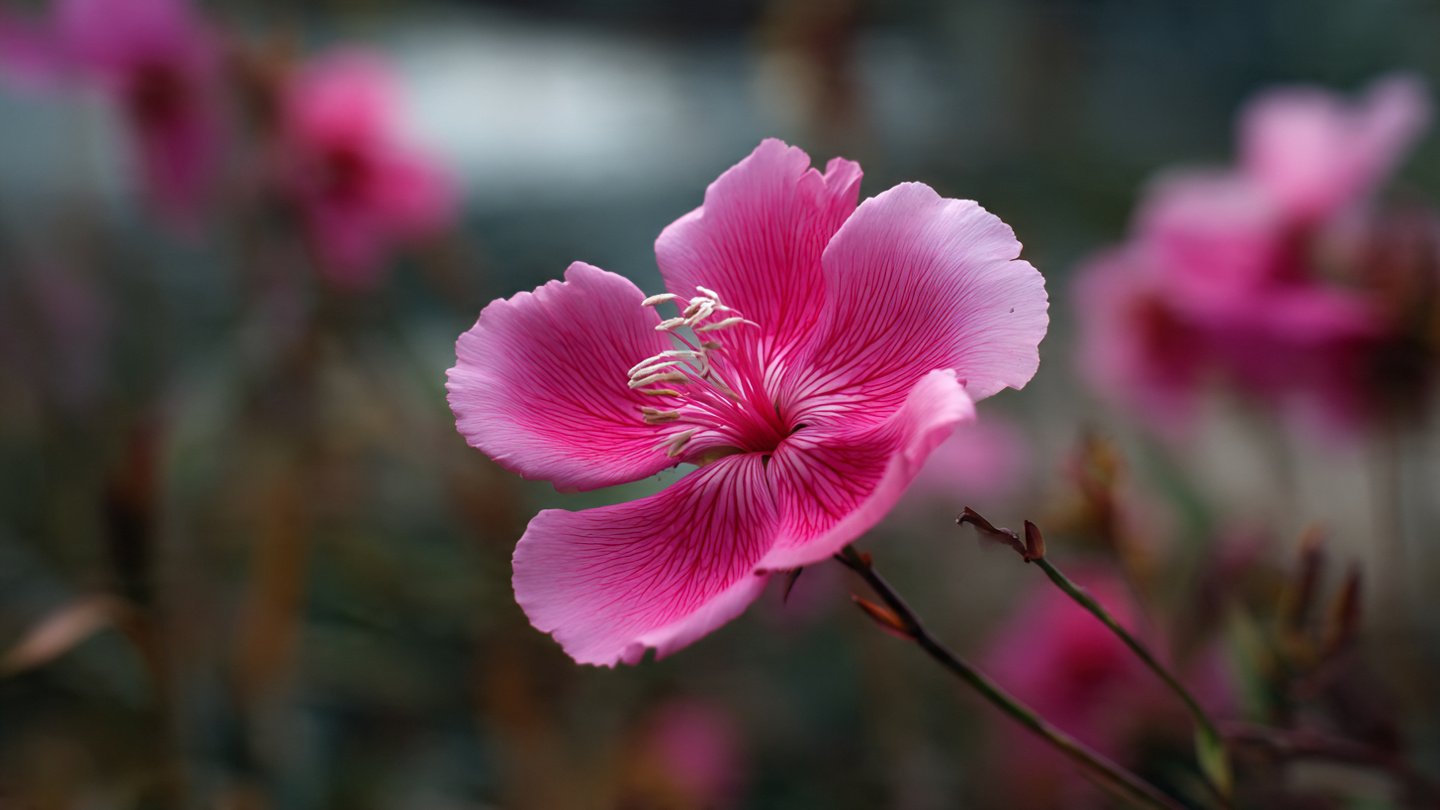 How to Successfully Cultivate Godetia: The Best Way to Grow in Cool Seasons